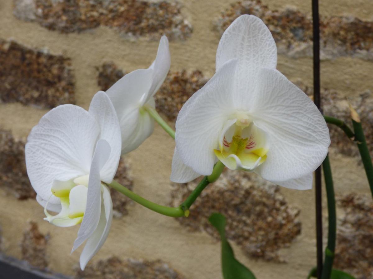 Chambres " Orchidees " Saint-Denis-de-Gastines エクステリア 写真